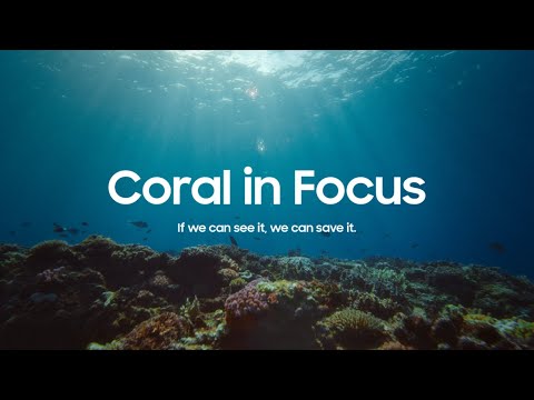 Coral in Focus | Samsung