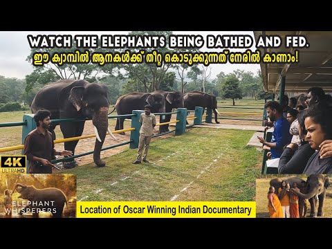 THEPPAKAD ELEPHANT CAMP തെപ്പക്കാട് ആന വളർത്തൽ കേന്ദ്രവും ഓസ്കാർ അവാർഡ് വാങ്ങിയ രഘു എന്ന ആനകുട്ടിയും