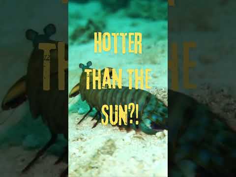 HOTTER THAN THE SUN #amazingfacts #amazing #facts #interestingfacts #wierdfact #unknownfacts #shrimp