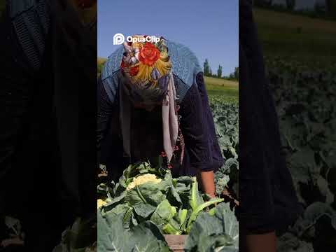 Azerbaijan Farm Life  Kittens, Harvest & Hidden Beauty!
