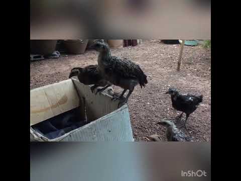 ลูกไก่ดำภูพาน ผสมไก่ชน อายุ2เดือน