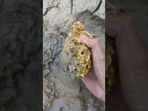 big gold mined in the mud #goldhunter #gold