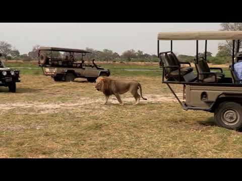 Wildlife Wonders: Capturing the Big Five on a Budget