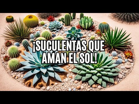🌵 10 Suculentas de Sol – ¡Las Mejores Plantas para Ambientes Soleados! ☀️