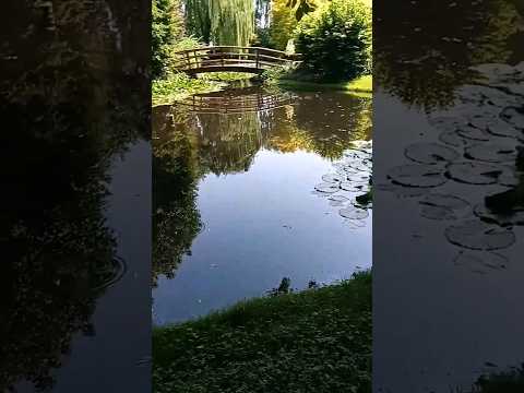 il laghetto delle tartarughe🐢🐢 #laghetto#tranquillità#shorts#Rdo11#ILPitto15