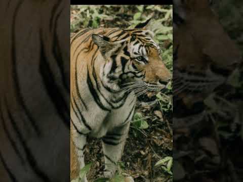Shocking Scene from Telangana Jungle! #telangana #shortsnews #forestnews #news