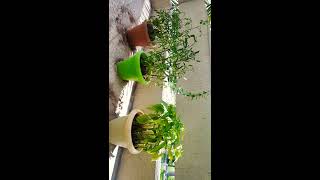 Solar eclipse 2020 | Solar Eclipse Effect on Plants | Total Annual Eclipse of the Century|