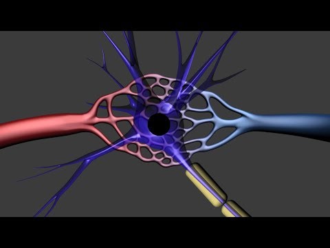 fMRI (Functional MRI)