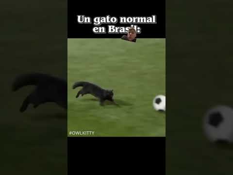 Goal by the cat