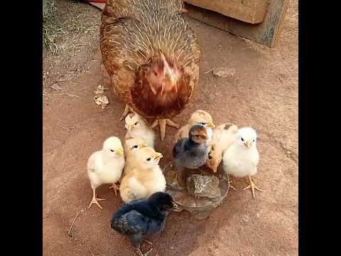 Thirsty chicks and hen #chicken  #poultry