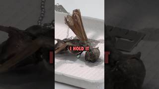 ￼Mummified “fairy” found in Mexico. #ninjasarebutterflies #mummy #fairy #mexico #hoax