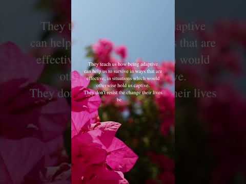 A bag full of Bougainvillea! Spotify Link:  https://spotify.link/40CZJyZ6cyb  #podcast #poetry #soel