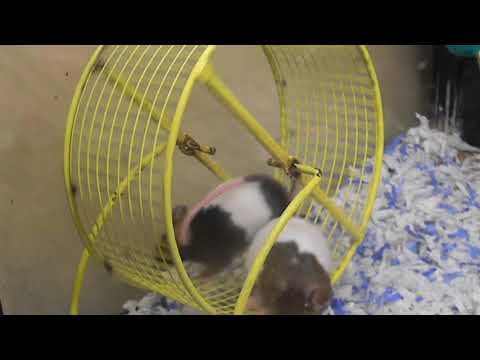 Two mice running on wheel