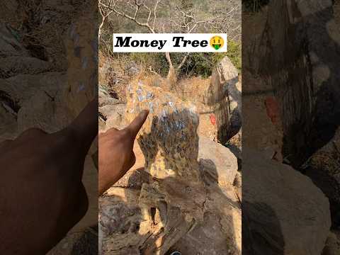 found Real Money Tree💰 in Rajgir Mountain #viralshort #ytshort #youtube #rajgir