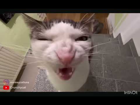 CaT Meme