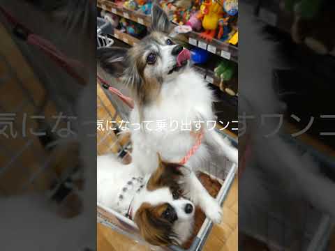 カートでハコ乗りな犬達 #犬用カート #パピヨン #ホームセンター