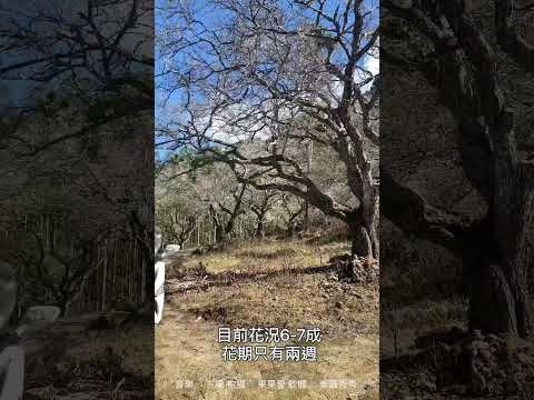 中寮劉家梅園 開園囉～