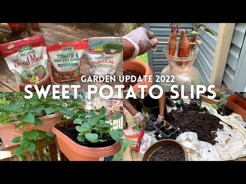 How To Grow Sweet Potato Slips - 2 Month Garden Update