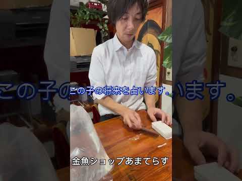 長野県の金魚屋さん『金魚ショップあまてらす』#金魚屋 #国産金魚