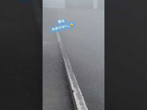 雪虫大群…息吸えません💨