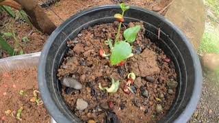 Bukid Life : Progress