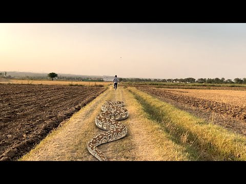 Anaconda Big Snake Attack All Part HD Video| Vikku Films