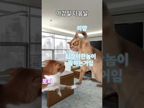 이얏호 영상이 왜 안올라와요? #shorts