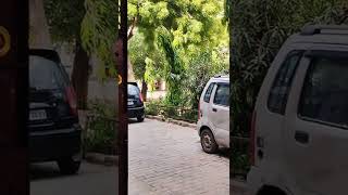bandar ne Ashok ka ped gira diya #shorts #ytshorts #monkey