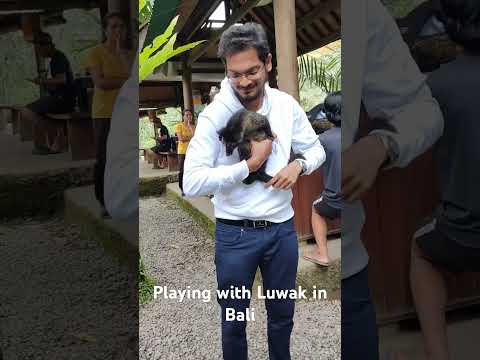 Playing with Luwak in Bali