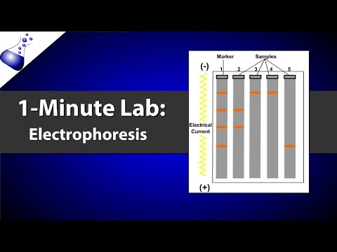 Electrophoresis
