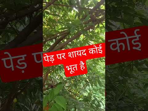 पेड़ पर शायद कोई भूत है🙈🙈🏃🏃🏃@APVIDEOS20 #ghost #watsappstatus
