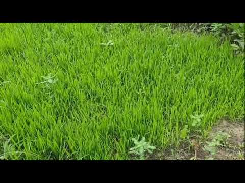 Hay doston yah dekhiae dhaan ke Biya hai