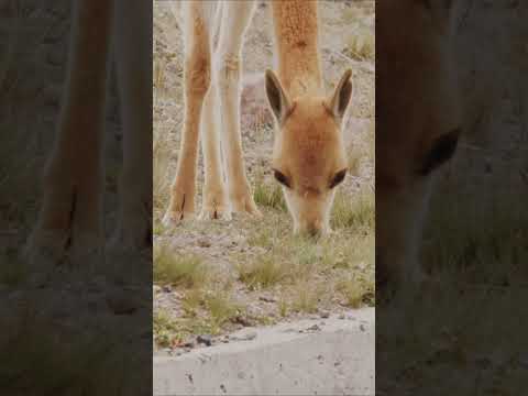 The Elegant Vicuña – Jewel of the Andes in 8K Ultra HD  #wildlifewatching #animals #8kwildlife #hdr