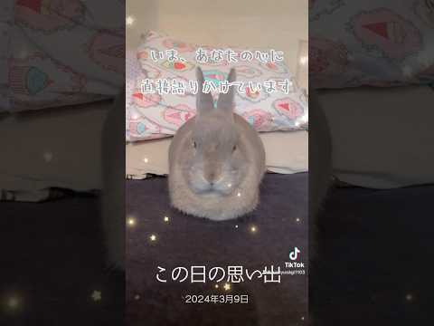 1年前の愛兎ラッキー　TikTokから #rabbit #うさぎ