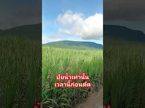 #djit30 #โดรน #โดรนการเกษตร #farming #dji #ไร่อ้อย #นาข้าว #drone