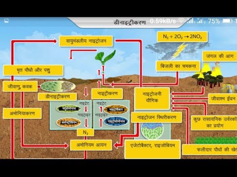 नाइट्रोजन चक्र क्या है? || what is the nitrogen cycle?