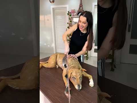 Dog keck #dog #confeitaria #funny #animals #pets #comedy #cake #bheruji #balochisong
