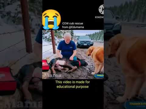 COW cub rescue from @Edumama🙏#shorts