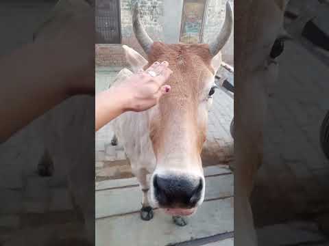 Kis  rup m aake  narayn mil jayega#shyam #cowvideos #cow #radheshyaam