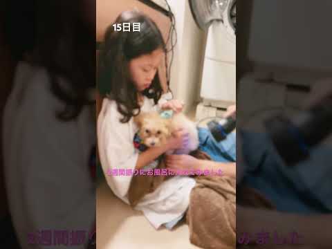 15日目　ちょっと臭かったのでお姉ちゃん達にお風呂に入れてもらいました