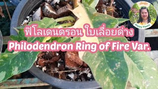 ฟิโลเดนดรอน ใบเลื่อยด่าง Philodendron Ring of Fire Var. #ไม้ประดับ  #ไม้มงคล  #ต้นไม้ #ไม้ด่าง