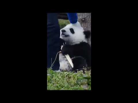 Adorable Pandas Playing & Being Cute 🐼 | Funny Panda Compilation to Brighten Your Day!