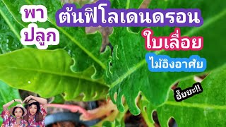 🪴พาปลูก #ต้นฟิโลเดนดรอนใบเลื่อย#ไม้อิงอาศัย อั๊ยยะ!!EP.160#ไม้ใบสวย