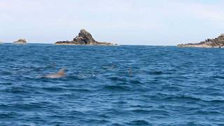 Understanding Dolphin Behaviour - Travelling