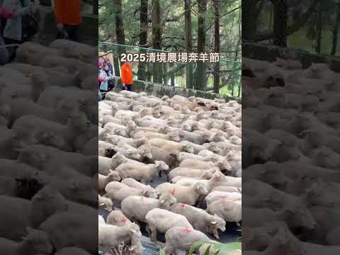 一年一度「清境農場奔羊節」登場🐏！  #wantogo好想去喔 #清境農場 #奔羊節 #清境農場奔羊節 #南投景點