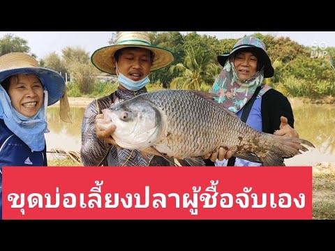 ขุดบ่อเลี้ยงปลาขายบัตรรวย - อาชีพสร้างรายได้Channel