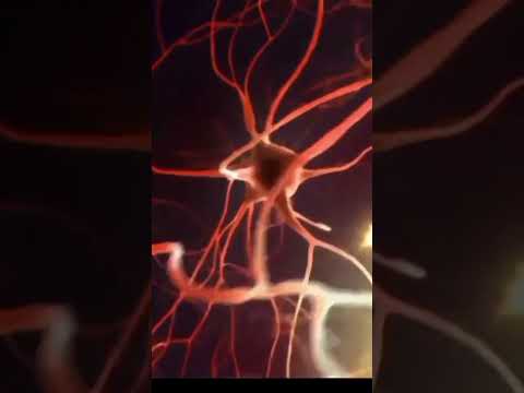 nervous system #3d #neuron #anatomy #medicosphere #viral #shorts #physiology #medicos #science #bio