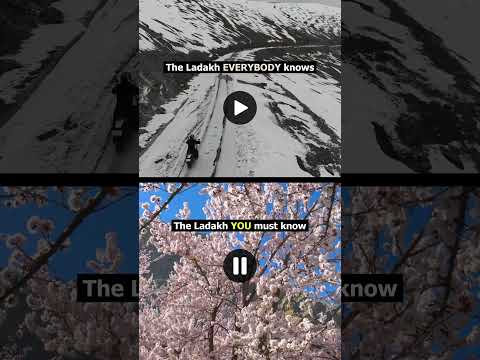 Experience Ladakh's Apricot Blossoms This April! 🌸❄️#exploremore  #ladakh #apricotfestival #shorts