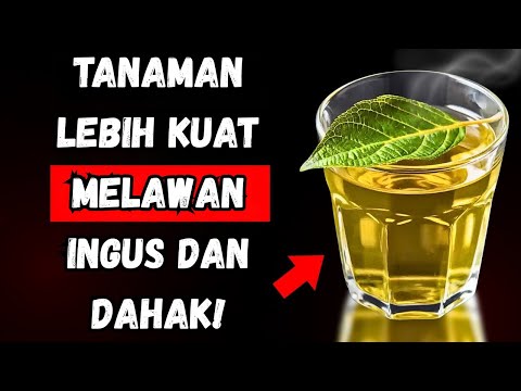 Tanaman #1 untuk MENGHILANGKAN semua DAHA dari TENGGOROKAN Anda dalam Hitungan Menit!