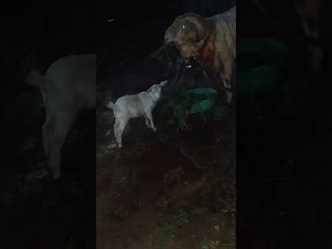 My Goats 🐐 & Sheeps 🐏